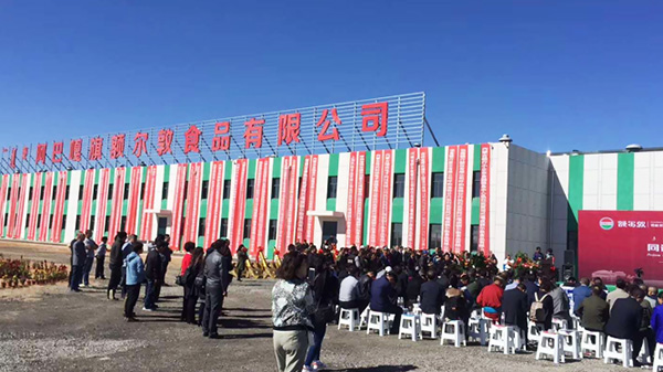 青島簡化接下額爾敦公司班產100頭牛，3000只羊的屠宰流水線